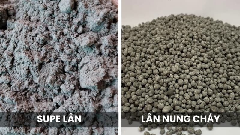 Vì Sao Phân Lán Nung Chảy Đang Tăng Giá Phi Mã? Tổng Hợp Về Thị Trường