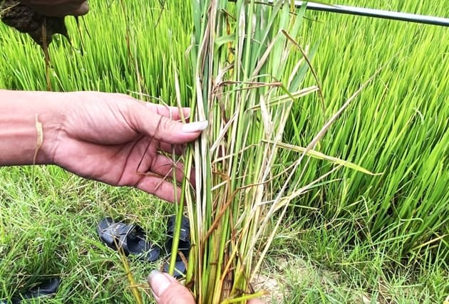 Tương Lai Nào Cho Bệnh Khô Vằn Trên Lúa? Những Sản Phẩm Mới ở VN và Giải Pháp Mới Ở Nước Ngoài