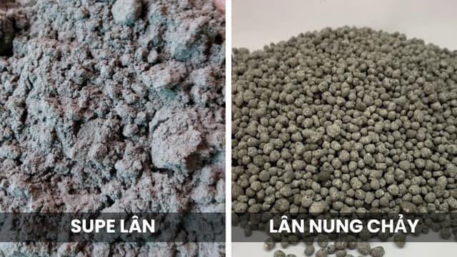 Vì Sao Phân Lán Nung Chảy Đang Tăng Giá Phi Mã? Tổng Hợp Về Thị Trường