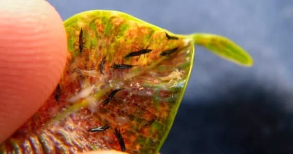 Đánh GIá Khoa Học 15 Công Thức Phối Spirotetramat Với Bọ Trĩ