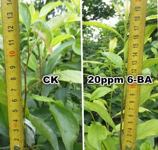 6-Benzyladenine Là Gì? Toàn Bộ Thông Tin Cần Biết Về Hoạt Chất 6-BA